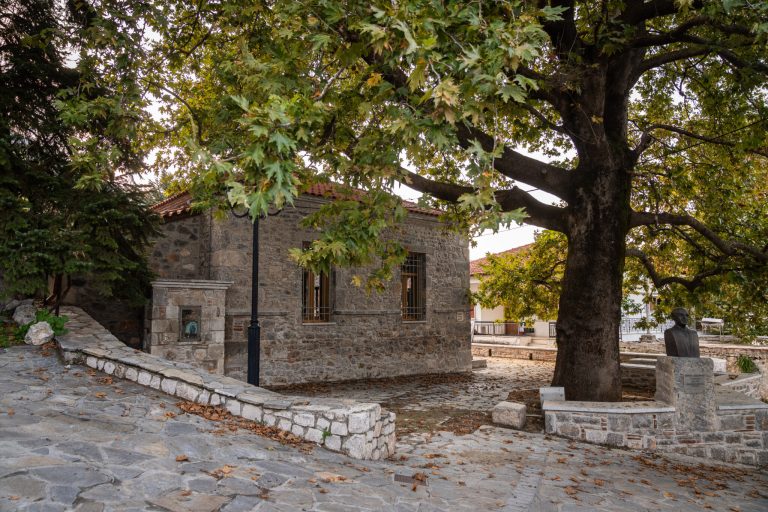 tithorea18